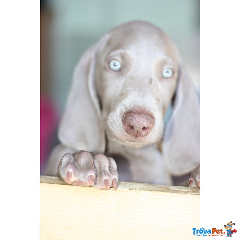 Ultimi Cuccioli Weimaraner - Foto n. 1