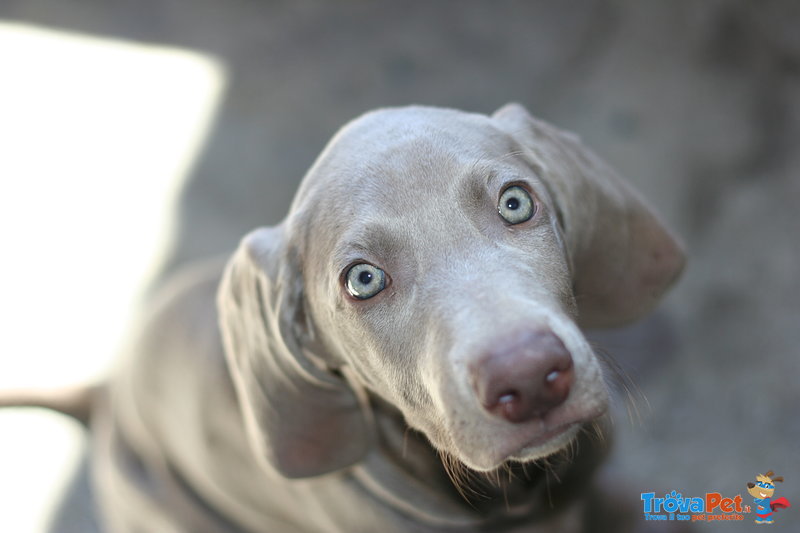 Ultimi Cuccioli Weimaraner - Foto n. 3