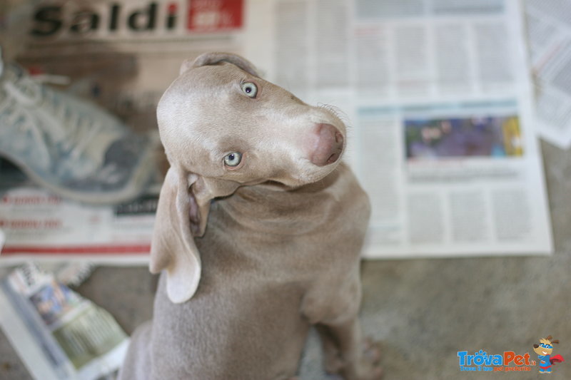 Ultimi Cuccioli Weimaraner - Foto n. 4