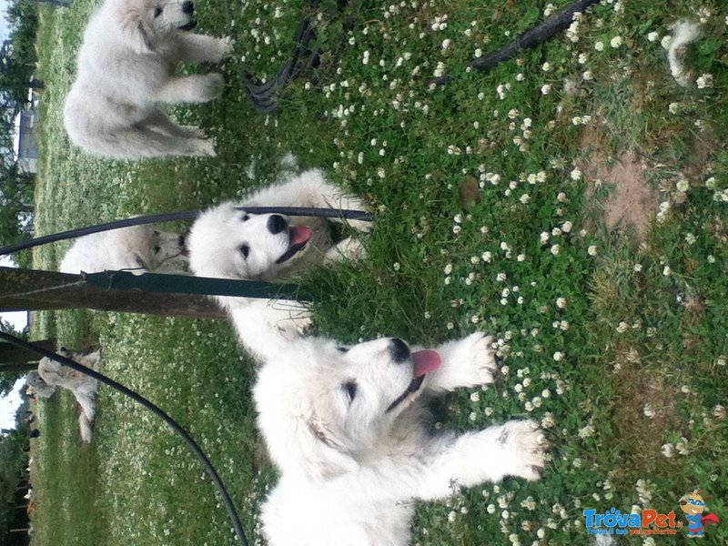 Cuccioli di Pastore Maremmano Abruzzese - Foto n. 1