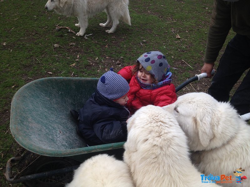 Cuccioli di Pastore Maremmano Abruzzese - Foto n. 2