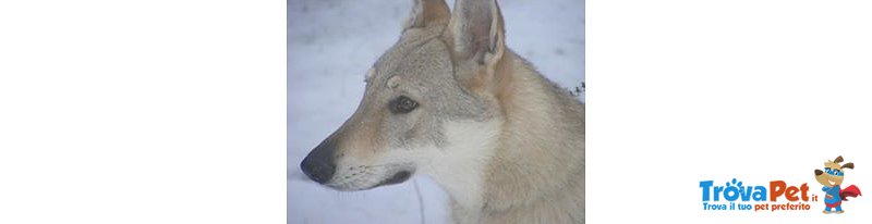 Cuccioli lupo Cecoslovacco - Foto n. 2