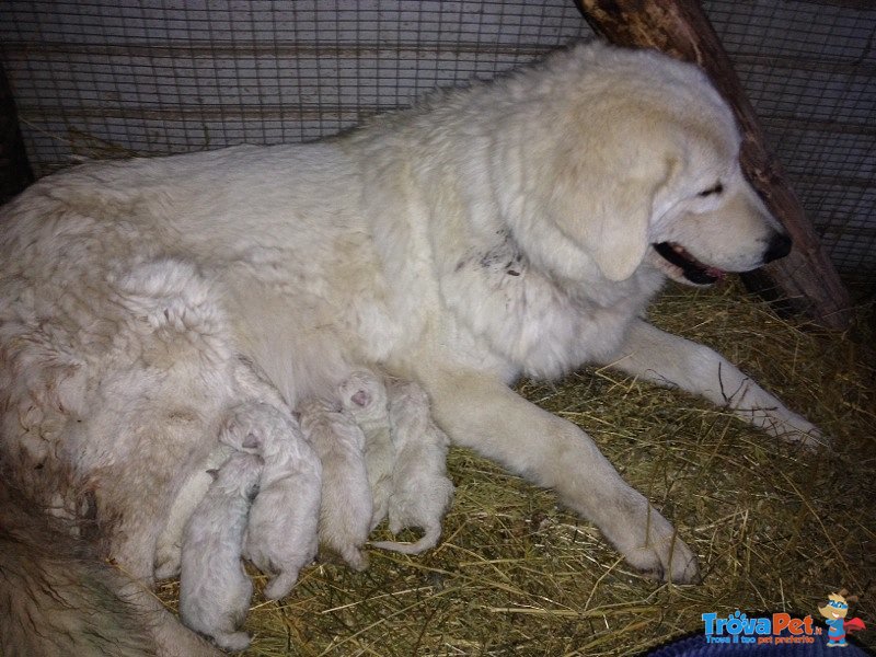 Cuccioli di Pastore Maremmano Abruzzese - Foto n. 3