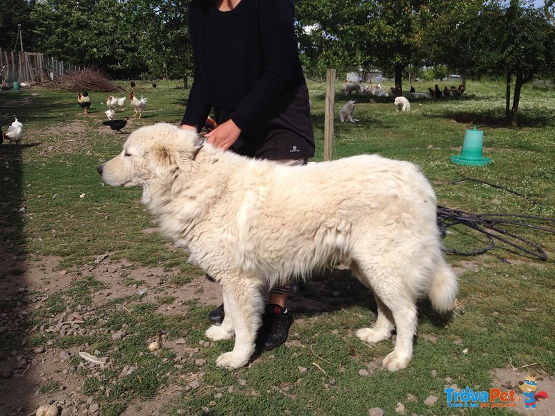 Cuccioli di Pastore Maremmano Abruzzese - Foto n. 4