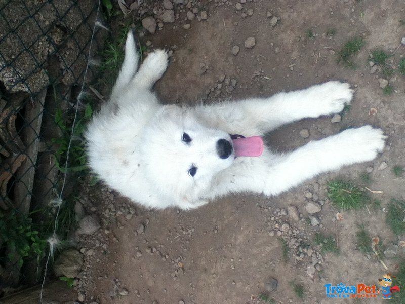 Cuccioli di Pastore Maremmano Abruzzese - Foto n. 5