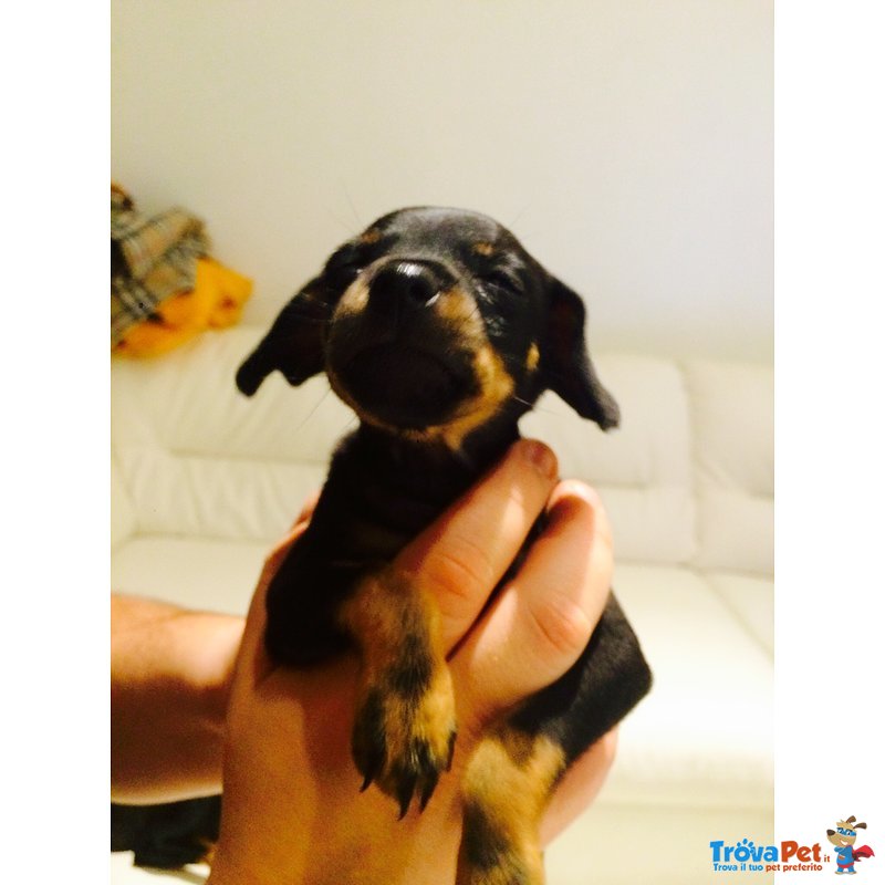 Cuccioli Zwergpinscher ( Pinscher nano & toy ) - Foto n. 5