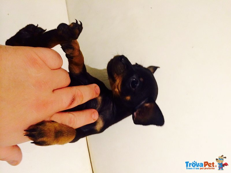 Cuccioli Zwergpinscher ( Pinscher nano & toy ) - Foto n. 6