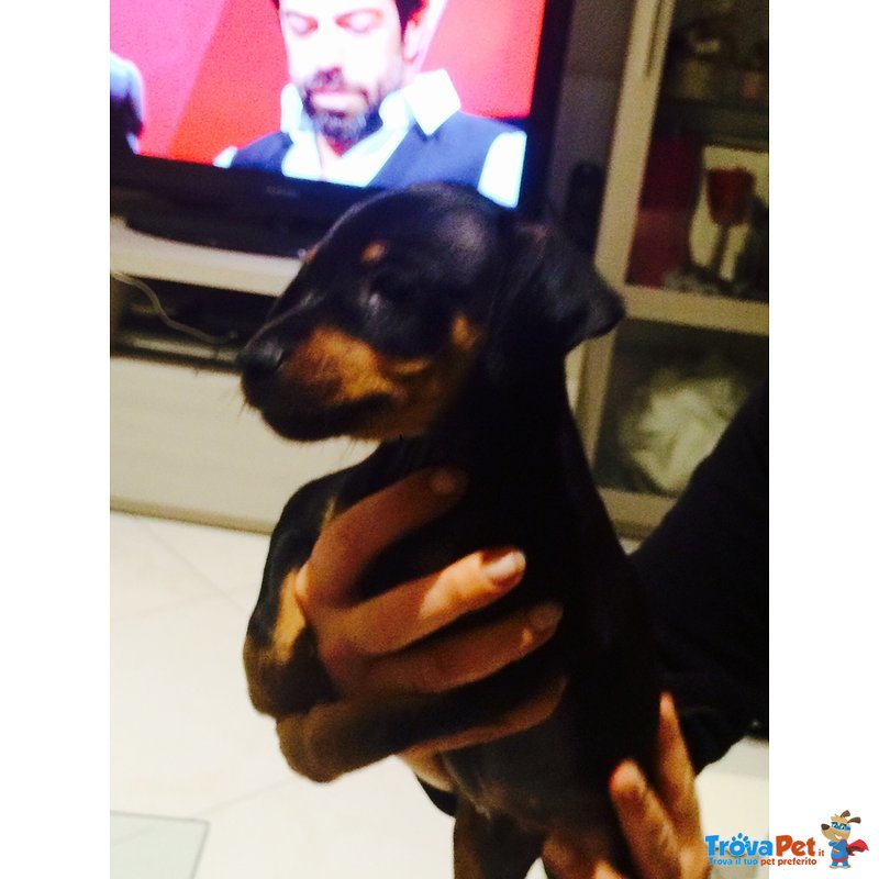 Cuccioli Zwergpinscher ( Pinscher nano & toy ) - Foto n. 10