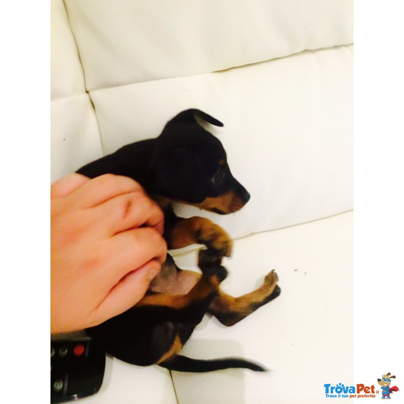 Cuccioli Zwergpinscher ( Pinscher nano & toy ) - Foto n. 11