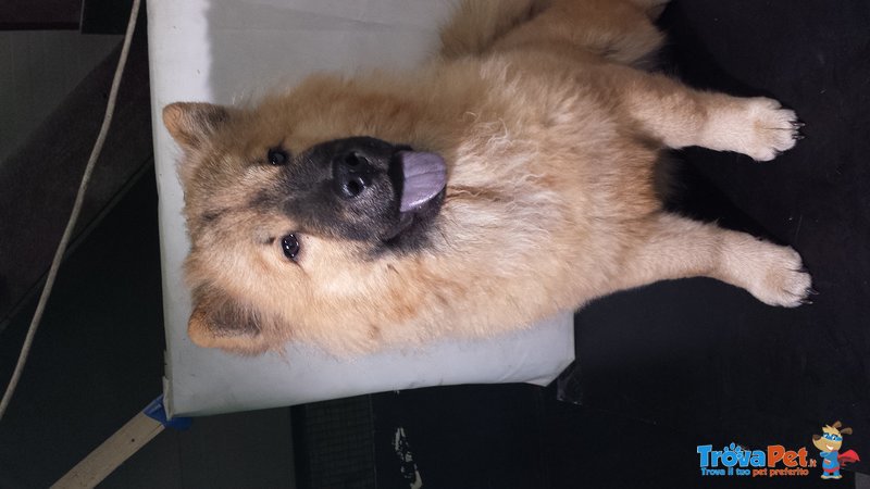 Cucciolo di chow Chow - Foto n. 1