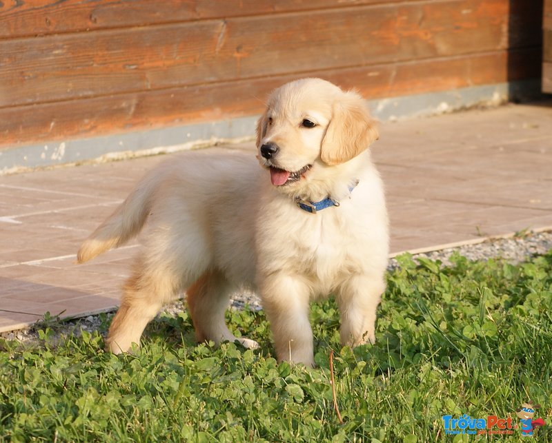 Cuccioli di Golden Retriever - Foto n. 2