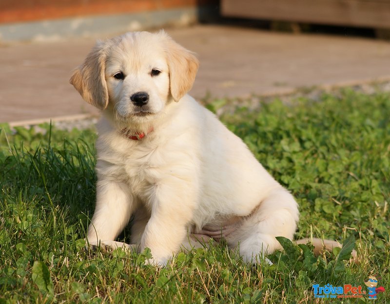 Cuccioli di Golden Retriever - Foto n. 4