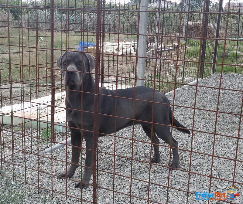 Cane Corso - Foto n. 3