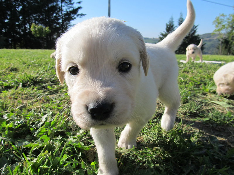 Cuccioli di Golden Retivier - Foto n. 1