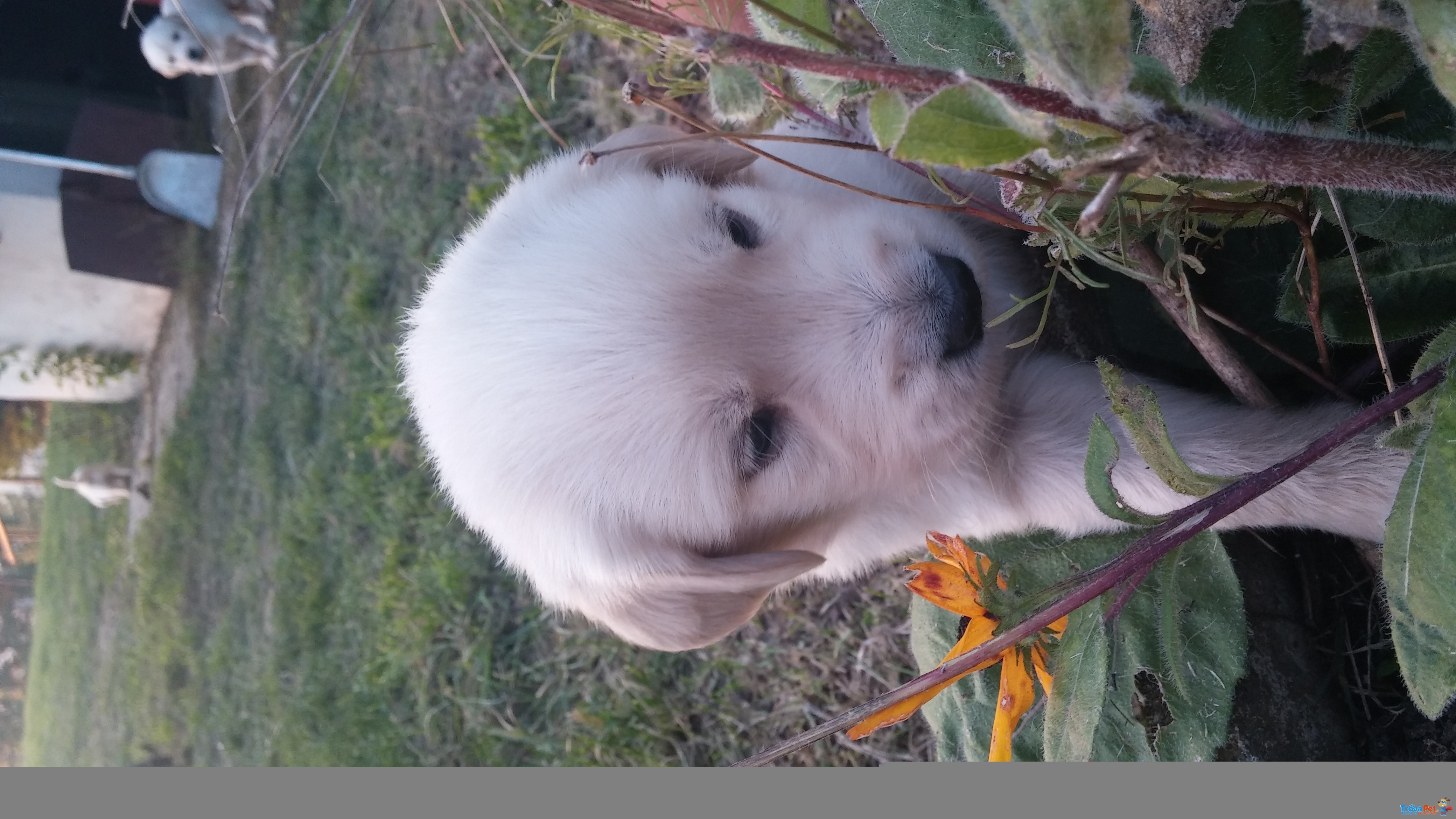 Cuccioli di Golden Retivier - Foto n. 7