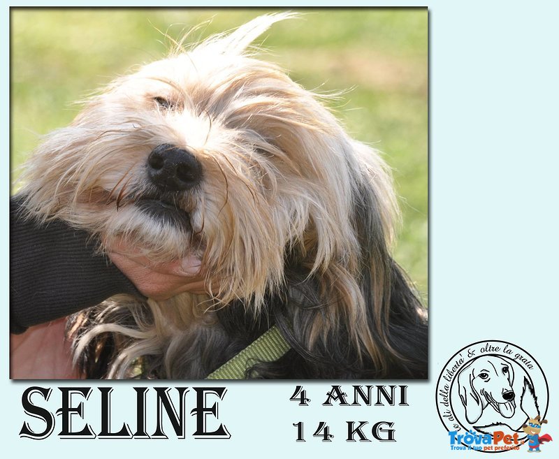 Seline, 4 anni e 14kg D'amore Puro - Foto n. 2