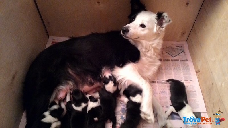 Cuccioli Border Collie - Foto n. 2