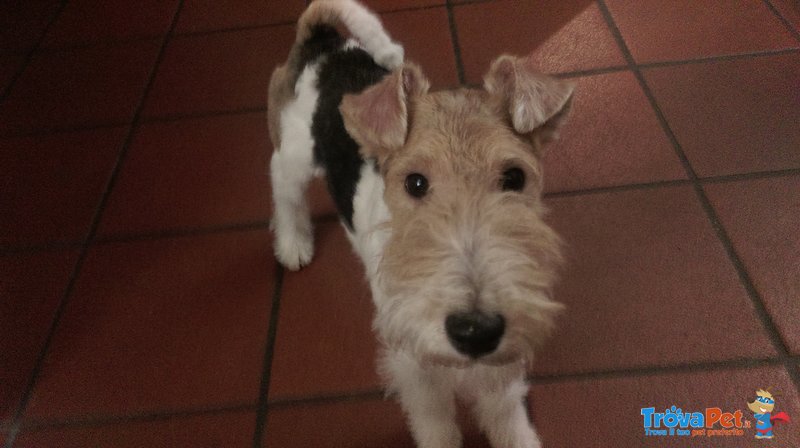 Dolcissima Cucciola di fox Terrier a pelo Ruvido - Foto n. 3