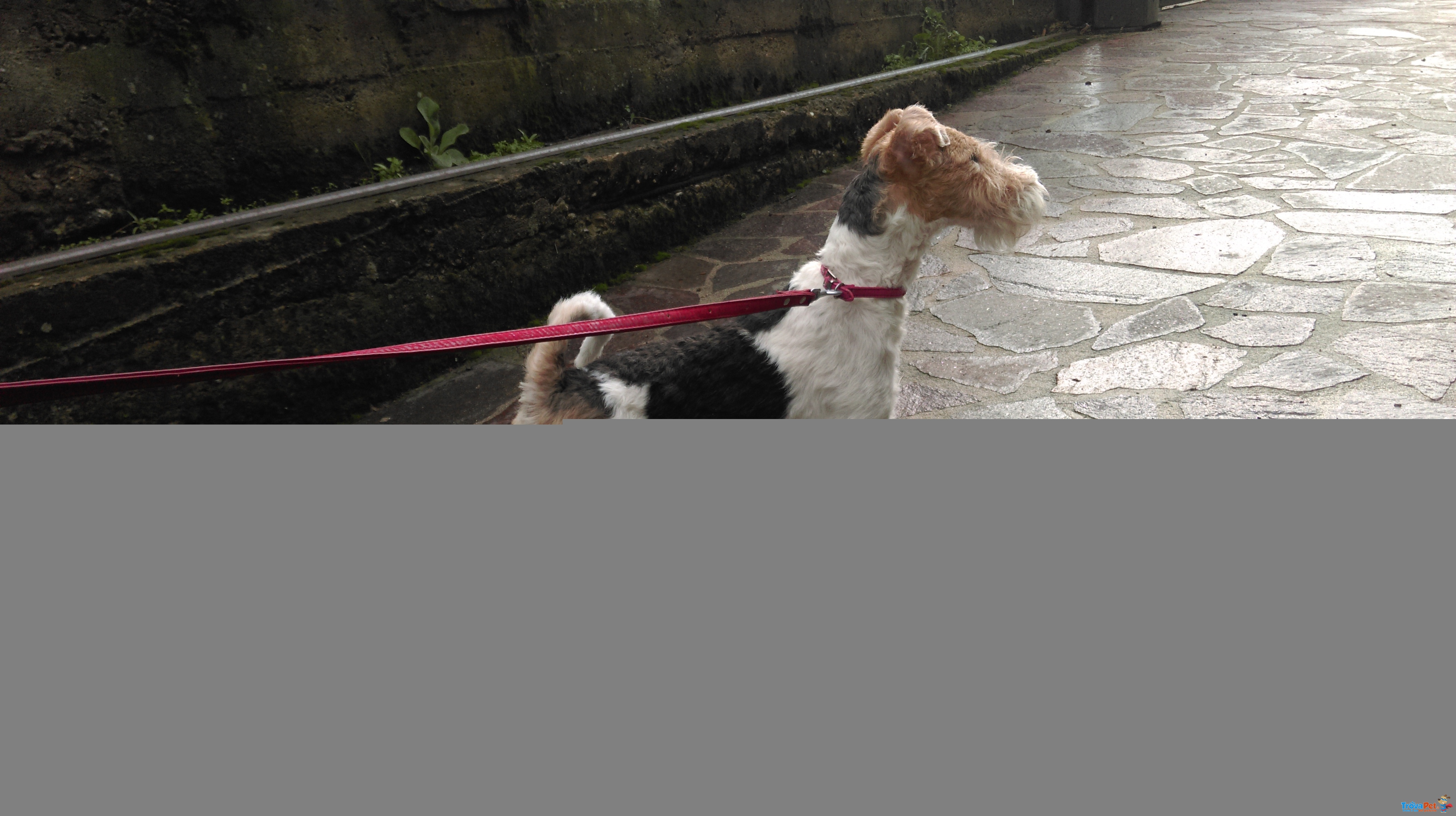 Dolcissima Cucciola di fox Terrier a pelo Ruvido - Foto n. 4