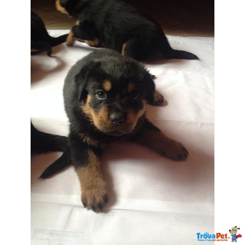 Cuccioli di Rottweiler - Foto n. 1