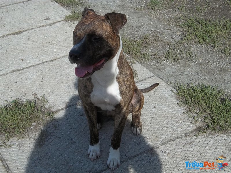 American Staffordshire Marrone Tigrato Pezzato Bianco - Foto n. 4