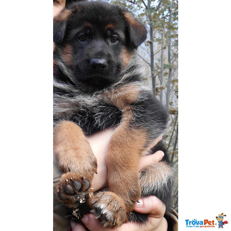 Favolosi Cuccioli di Pastore Tedesco di Altissima Genealogia - Foto n. 1