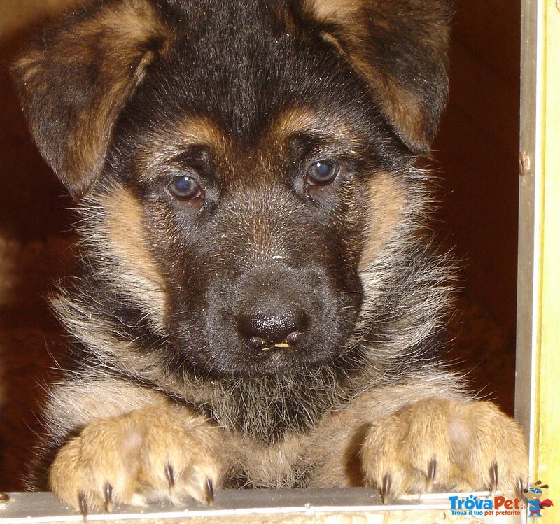 Favolosi Cuccioli di Pastore Tedesco di Altissima Genealogia - Foto n. 6