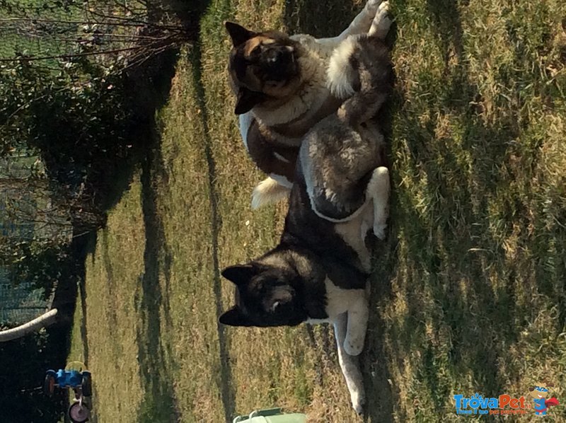 Splendidi Cuccioli di Akita Americano - Foto n. 1