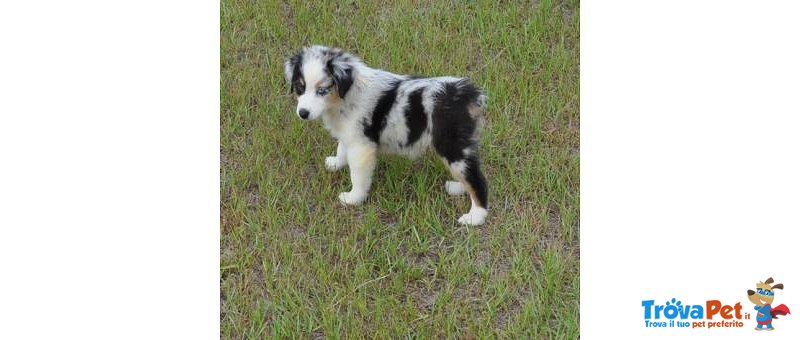 Cuccioli di Pastore Australiano - Foto n. 2