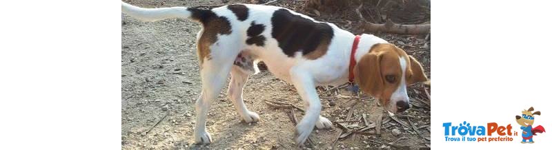 Rocco Giovanissimo Beagle in Adozione - Foto n. 2