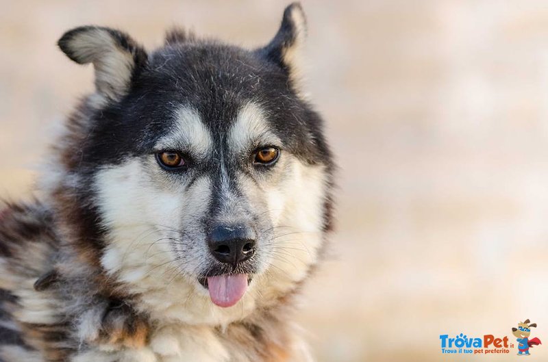 Shy Meraviglioso mix Husky in Adozione - Foto n. 3