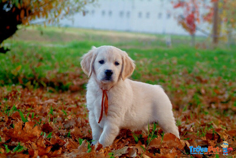 Cuccioli Golden Retriever Maschi e Femmine - Foto n. 2