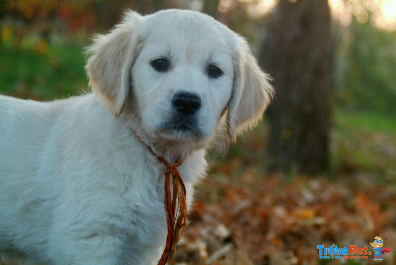 Cuccioli Golden Retriever Maschi e Femmine - Foto n. 1