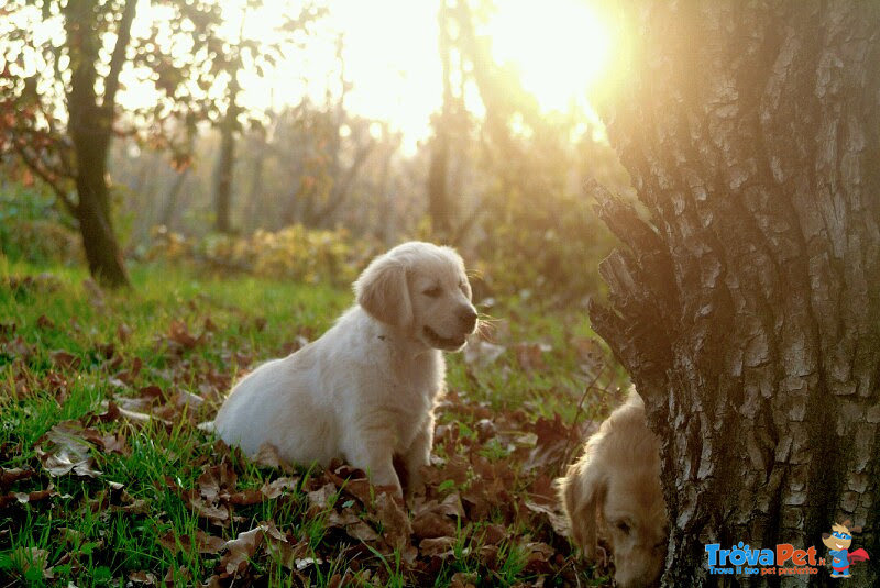 Cuccioli Golden Retriever Maschi e Femmine - Foto n. 3