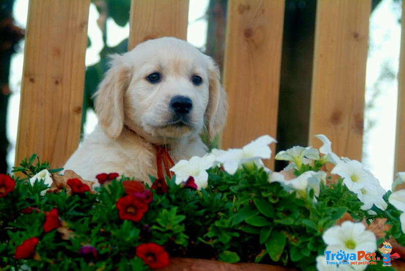 Cuccioli Golden Retriever Maschi e Femmine - Foto n. 4