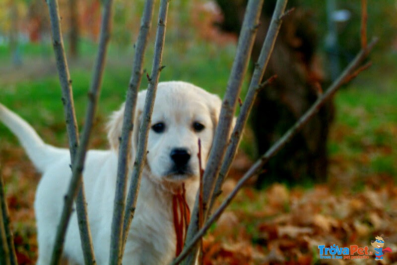 Cuccioli Golden Retriever Maschi e Femmine - Foto n. 5