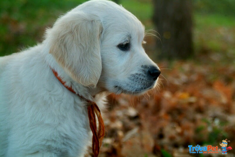 Cuccioli Golden Retriever Maschi e Femmine - Foto n. 6