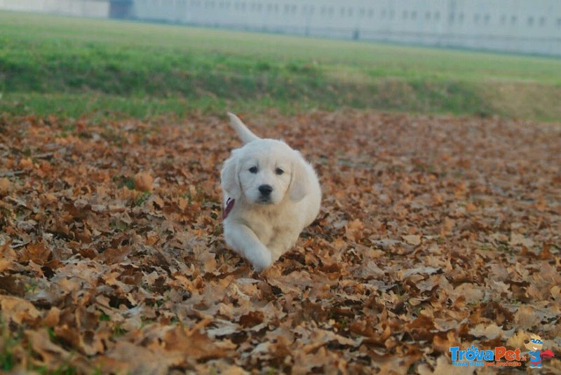 Cuccioli Golden Retriever Maschi e Femmine - Foto n. 7