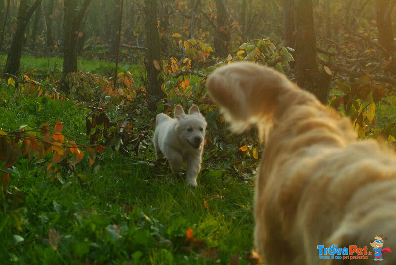 Cuccioli Golden Retriever Maschi e Femmine - Foto n. 10