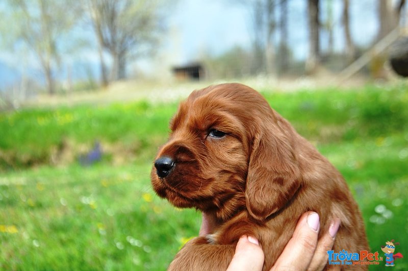 Stupendi Cuccioli di Setter Irlandese Rosso - Foto n. 1