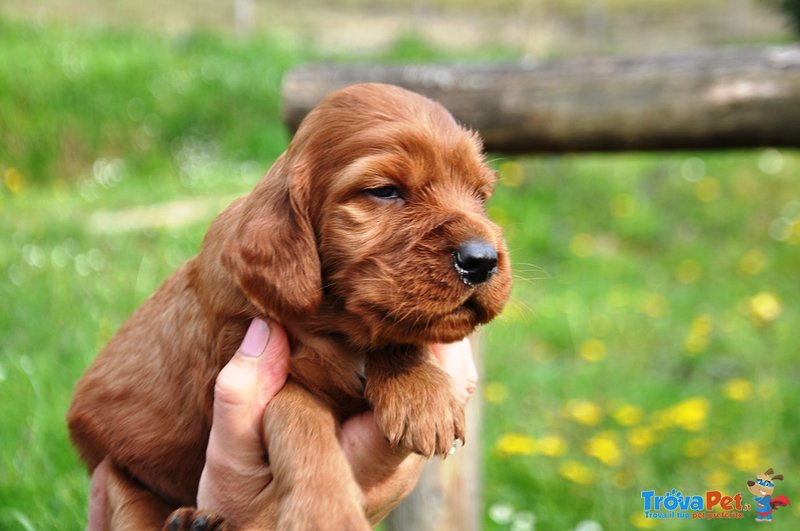 Stupendi Cuccioli di Setter Irlandese Rosso - Foto n. 4