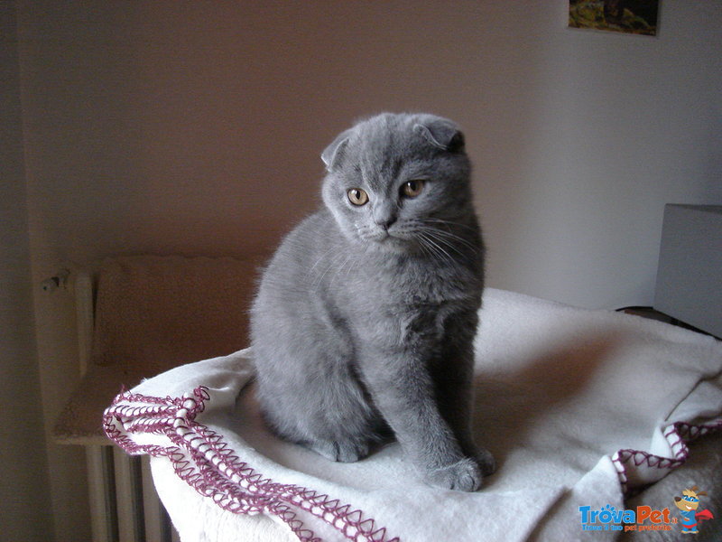 Vendita Gattini di British e Scottish Fold - Foto n. 2