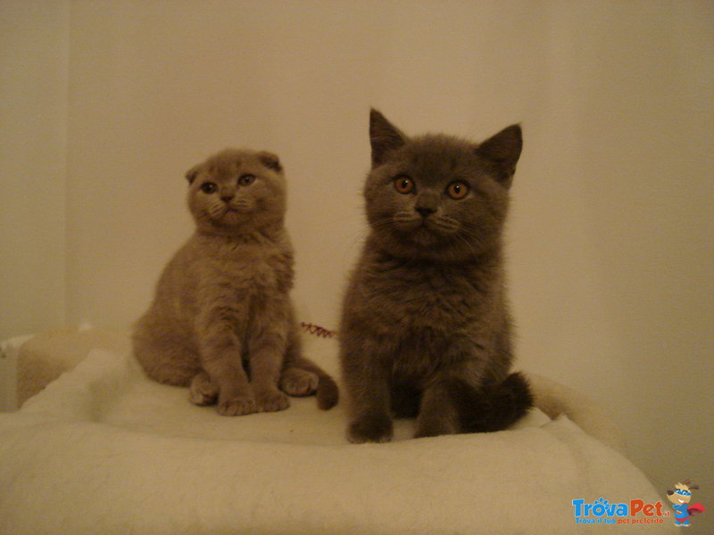 Vendita Gattini di British e Scottish Fold - Foto n. 1