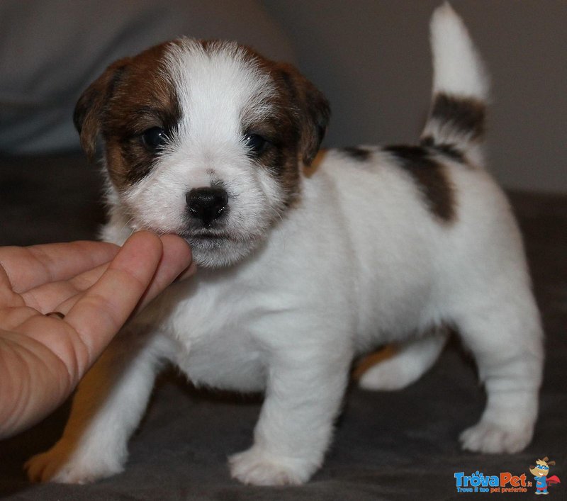 Cuccioli Splendidi di jack Russell - Foto n. 2