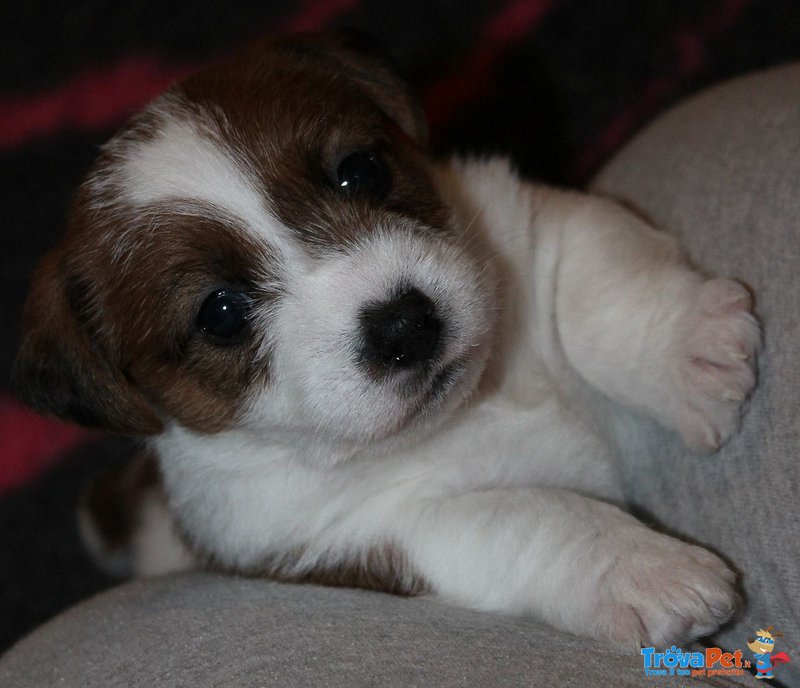 Cuccioli Splendidi di jack Russell - Foto n. 1