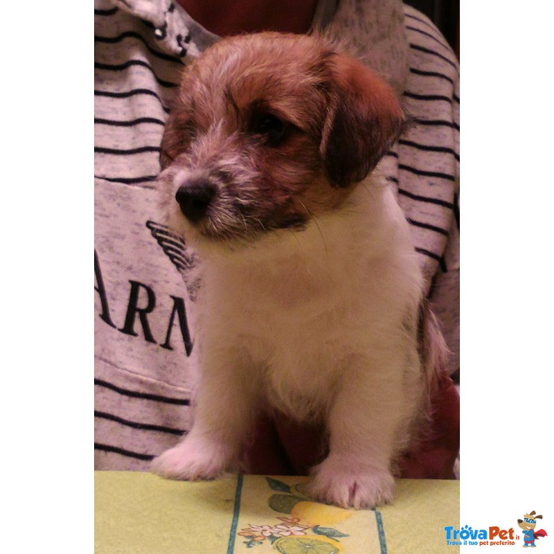 Cuccioli jack Russell Terrier - Foto n. 2