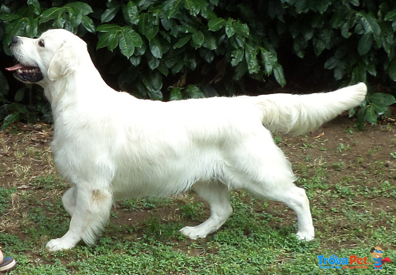 Cuccioli di Golden Retriever Disponibili - Foto n. 2