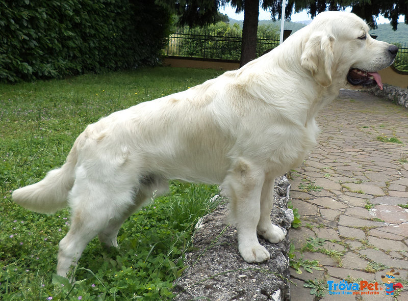 Cuccioli di Golden Retriever Disponibili - Foto n. 4