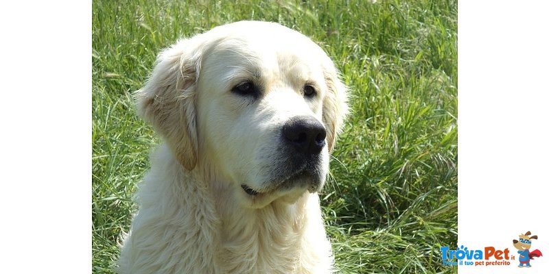 Cuccioli di Golden Retriever Disponibili - Foto n. 5