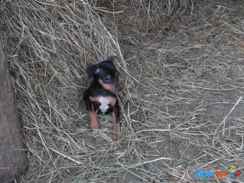 Cuccioli di Pincher Appena Nati - Foto n. 2